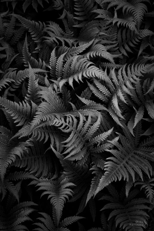 папоротник, чб, bw, узоры, орнамент, паттерн, fern texture, ленинградская область, карельский перешеек, текстуры тайги, природный орнамент, art of nature, капельки макро, капельки на листьях, water drops Чёрно-белые текстуры папоротниковphoto preview