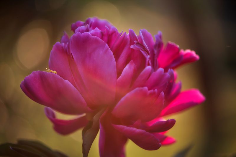 Невидимый фото превью