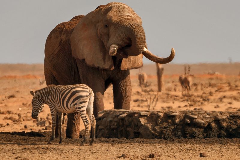 Хозяинphoto preview