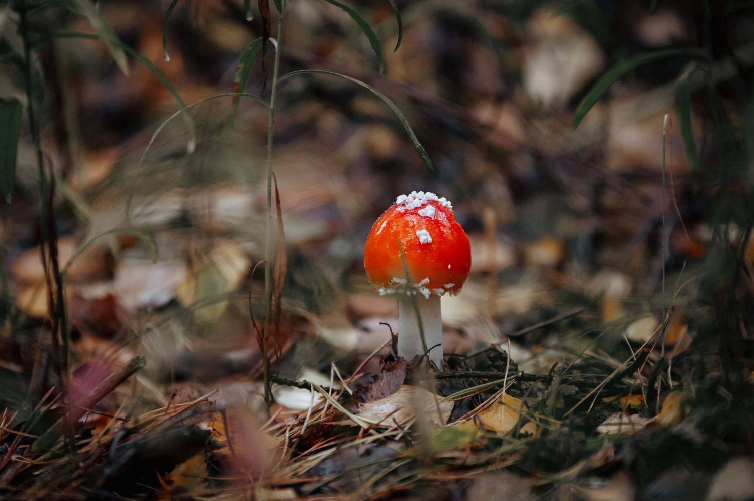 грибочек. Автор: Динара Зуйкова , Динара Зуйкова