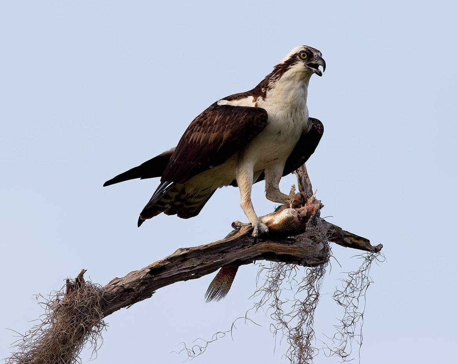 скопа, osprey, florida, флорида, хищные птицы, raptor, Etkind Elizabeth