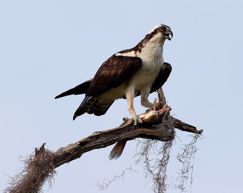 скопа, osprey, florida, флорида, хищные птицы, raptor Osprey with Prey - Скопа с добычейphoto preview