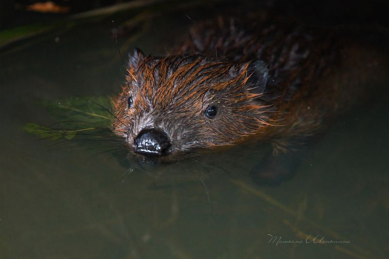 Дикая природа, бобры Серьезный бобренокphoto preview