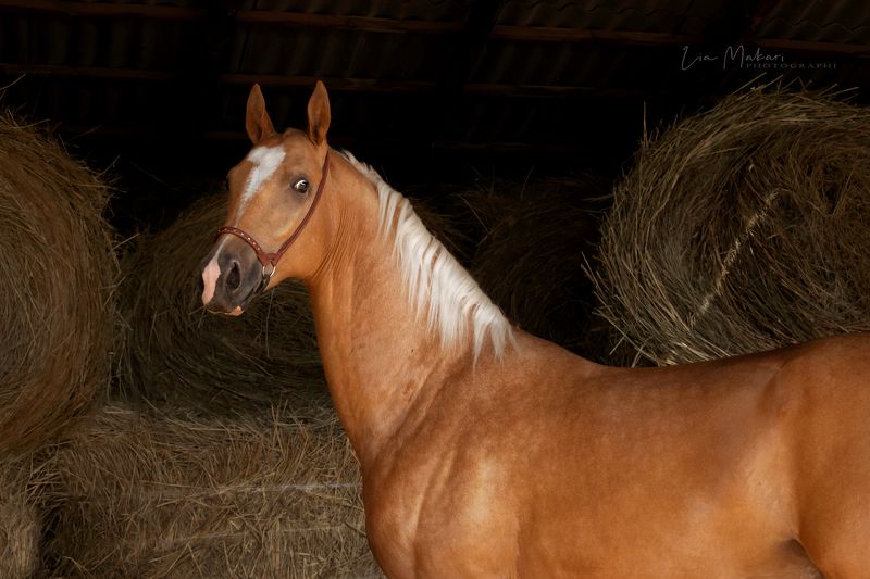 Лошадь, лошади, ахалтекинец, horse, horses  Багратион photo preview