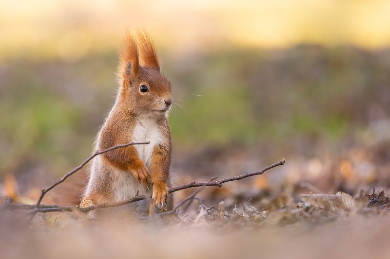 Squirrelphoto preview