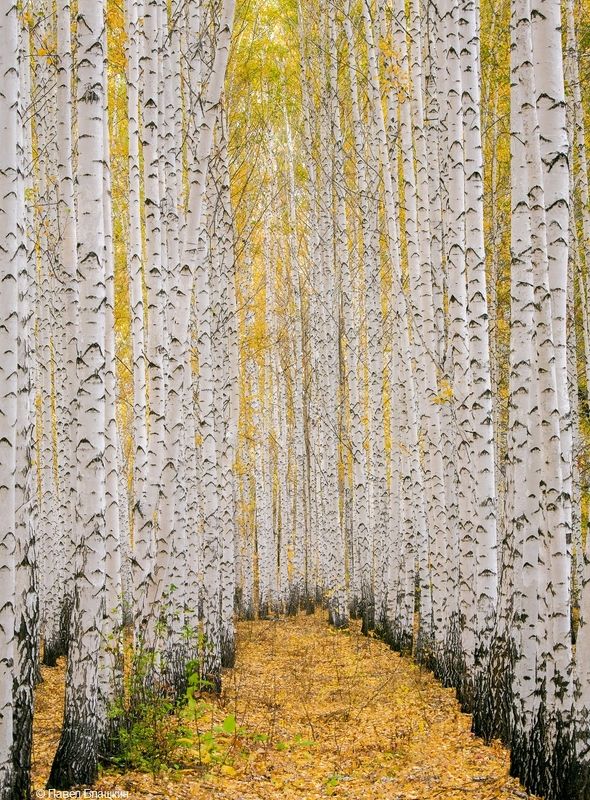 берёзовая роща Осенний парад фото превью