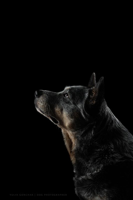 Австралийский хилерphoto preview