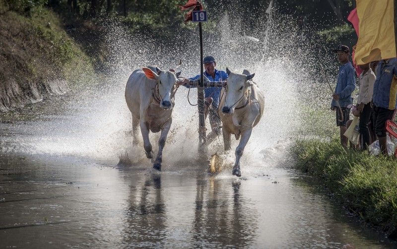 Cow racingphoto preview