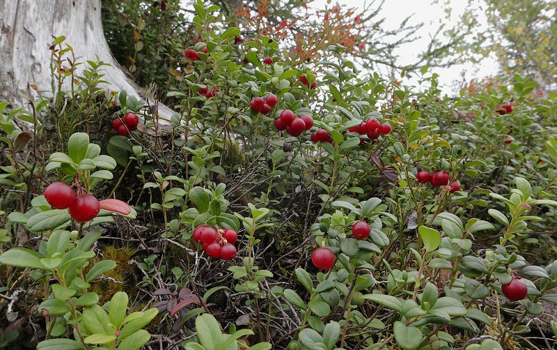 брусника ягода Vaccinium vitis-idaea фото превью