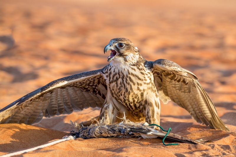 Хищник.photo preview