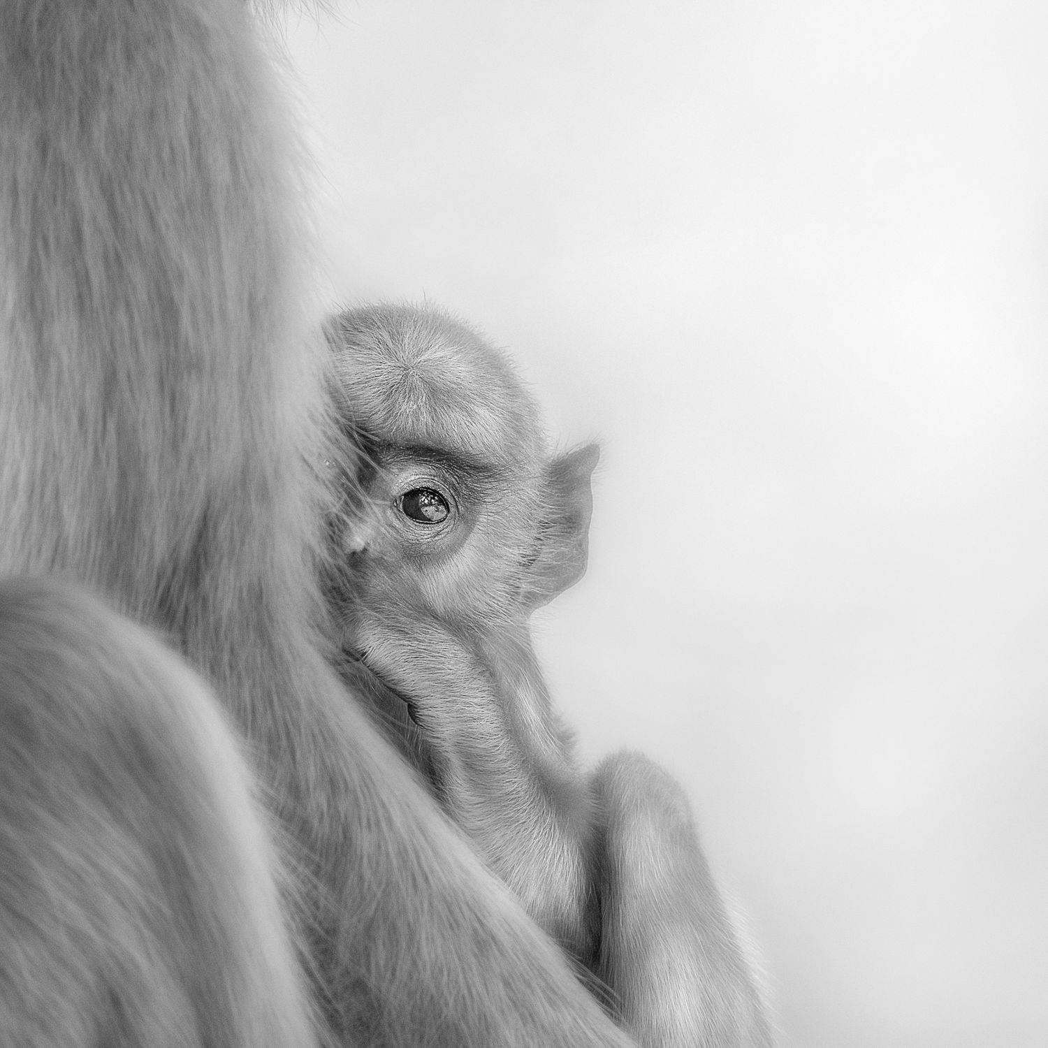 monochrome, animal, langur, wildlife, nature, black and white, Guha Jayanta