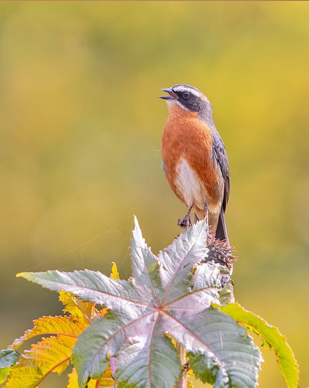 птицы, уругвай ***photo preview