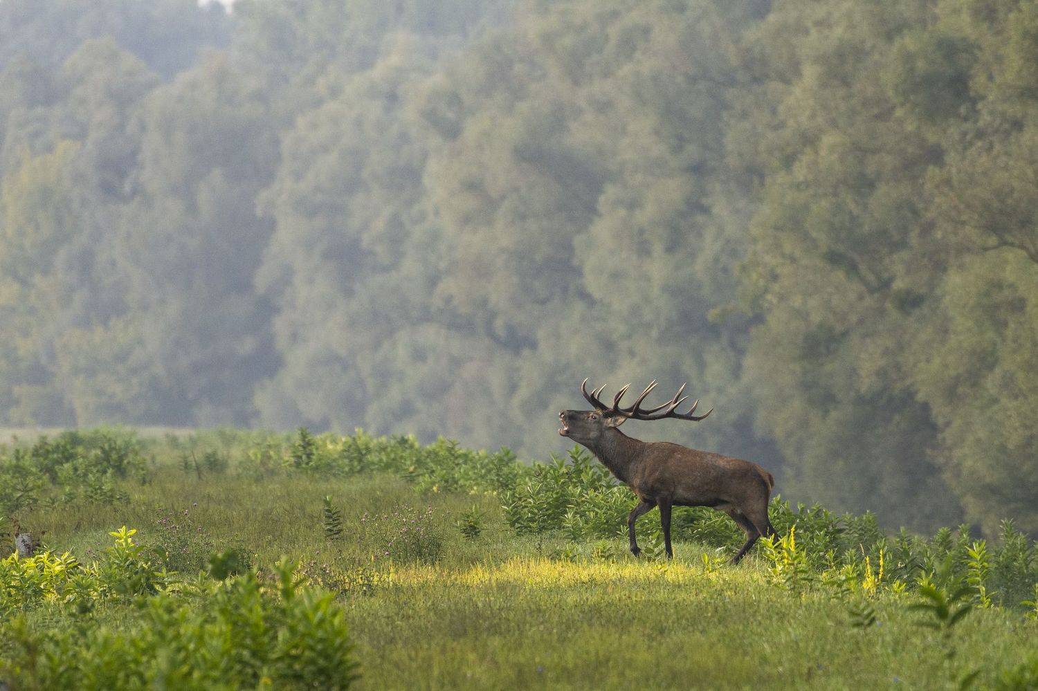 Автор: Predrag Kostin , Predrag Kostin