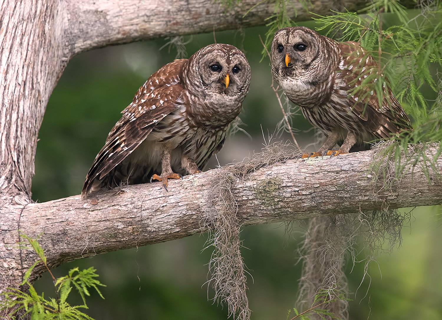 Barred Owl - Пёстрая неясыть. Автор: Etkind Elizabeth пёстрая неясыть, cова, owl, florida,флорида, хищные птицы, barred owl, Etkind Elizabeth