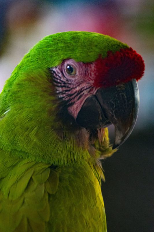 Guacamayaphoto preview