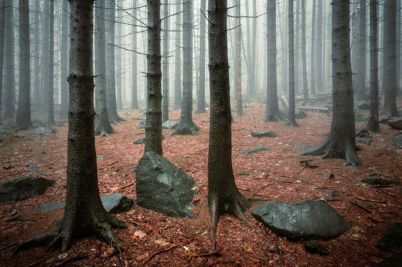 forest, trees, park, fog, rain, magic, rocks, green, summer, landscape Forest landscape in the fogphoto preview