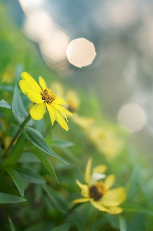 В поисках bokehphoto preview