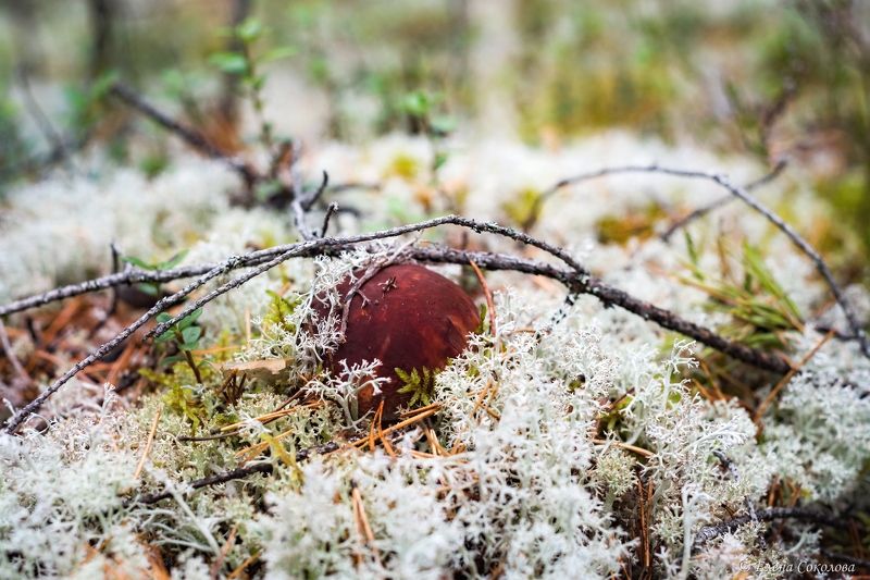 белый гриб, боровик, ягель, осень Боровикphoto preview