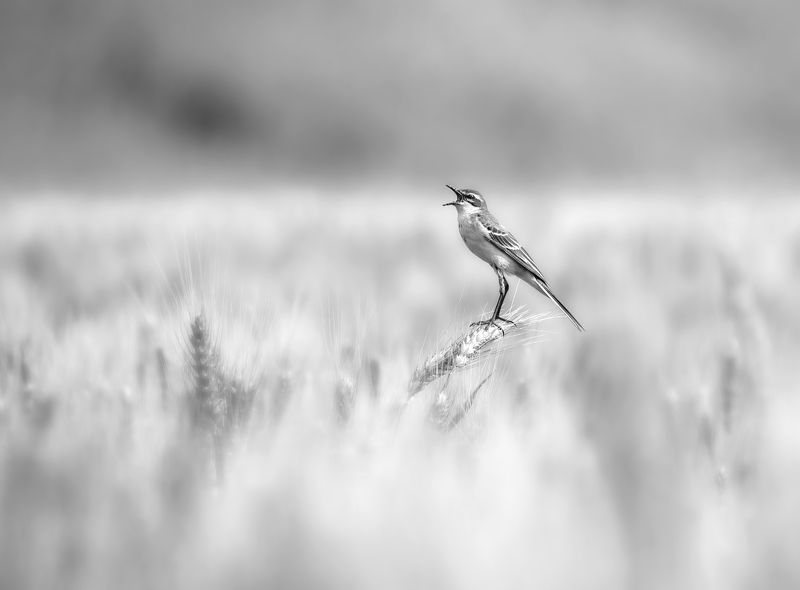 птица трясогузка колос поле Песняphoto preview