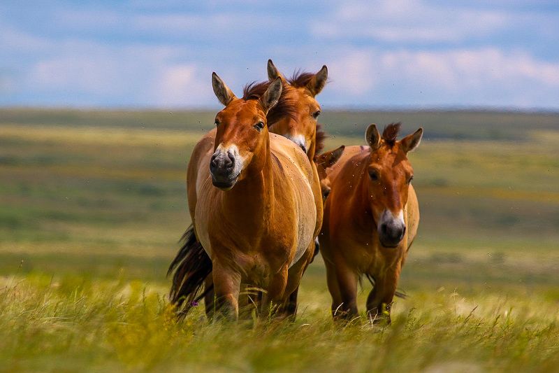 Природаphoto preview