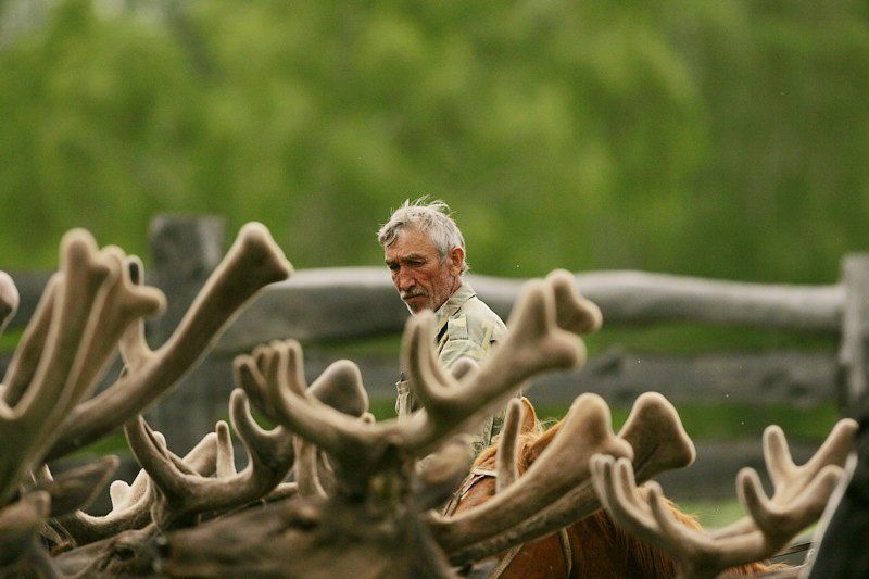 Лекарственные животные. Алтайские маралы. (Осторожно! Есть сцены насилия над животными.)photo preview