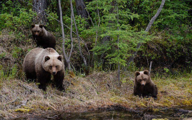 Три медведя. Колыма.photo preview