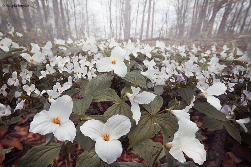 White Forestphoto preview