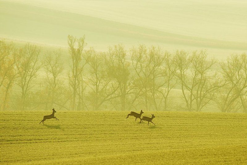 Fall morningphoto preview