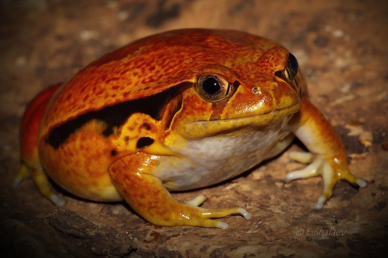 Sambava Tomato Frog,Узкорот винный - Dyscophus guinetiphoto preview