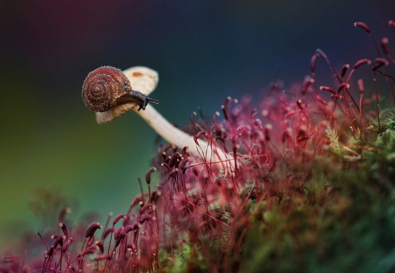 Про грибочки 2photo preview