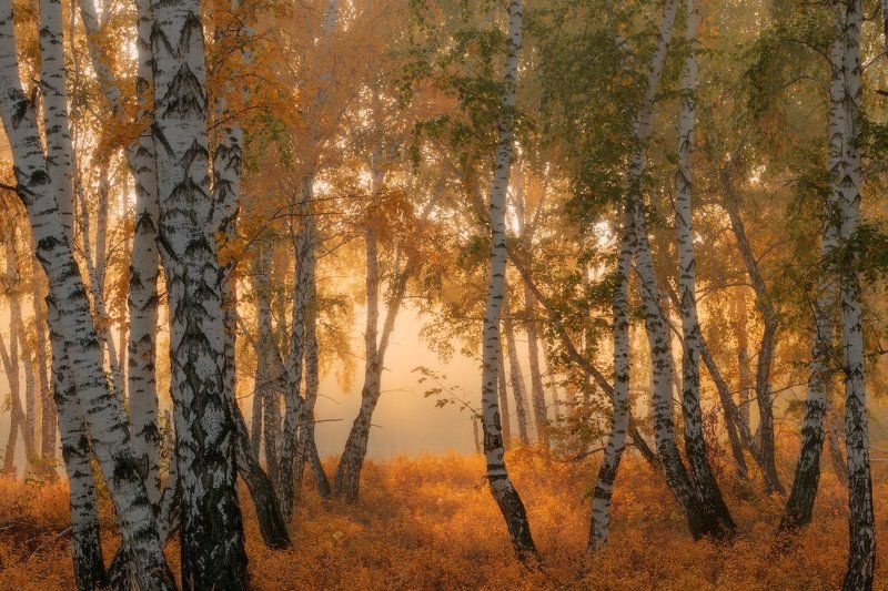 Вишневый ковер фото превью