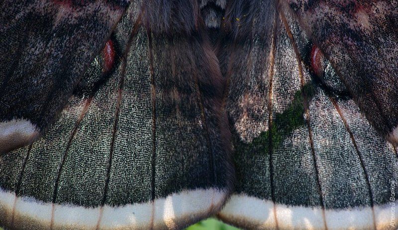 Лицо со шрамомphoto preview