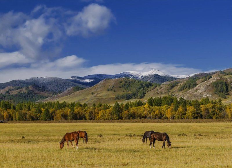 Алтай, Горный алтай, Горы, Животные, Лошади, Осень, Пейзаж, Природа, Путешествие, Сибирь, Степь, Туризм 2х2photo preview
