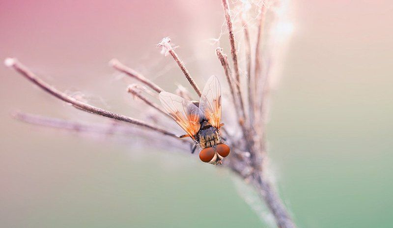 Sugar flyphoto preview