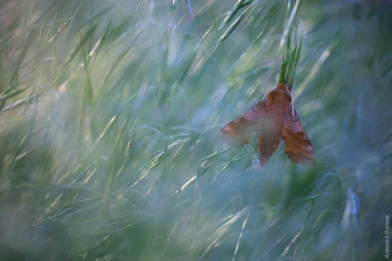 Бабочка, Бражник, Дикая природа россии В ожидании солнцаphoto preview