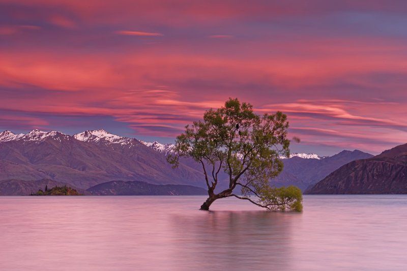 Lonely Tree in lake Wanakaphoto preview