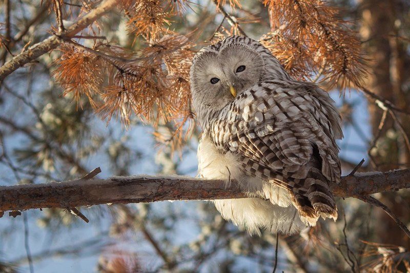 Неясытьphoto preview