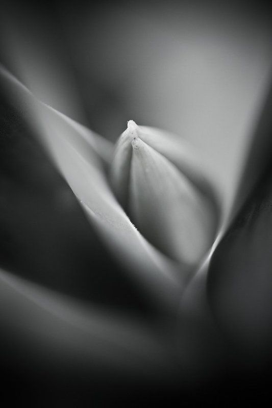 layers in bloomphoto preview