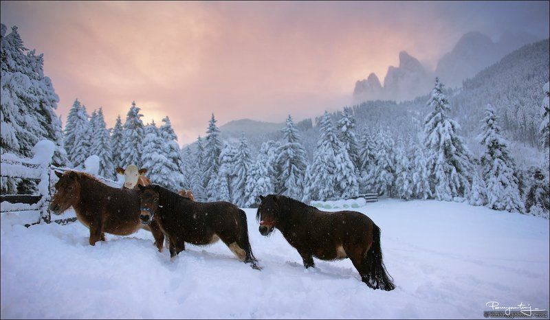 Alps, Dolomites, Horses, Italy, Snow, Sunrise Пони - маленькие кони...photo preview