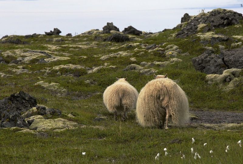 2015г, овца, попы - Овечка ,овечка, повернись к нам передом !!!.... ( просьба в преддверии 2015)photo preview