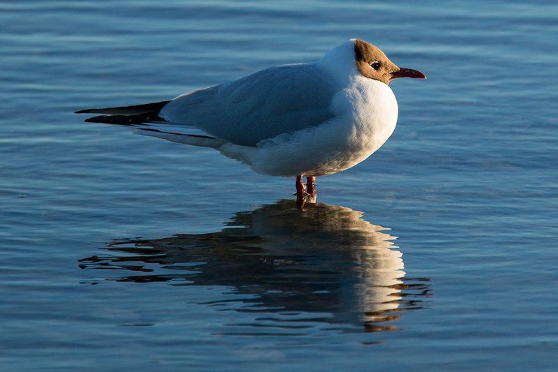 In the evening light фото превью