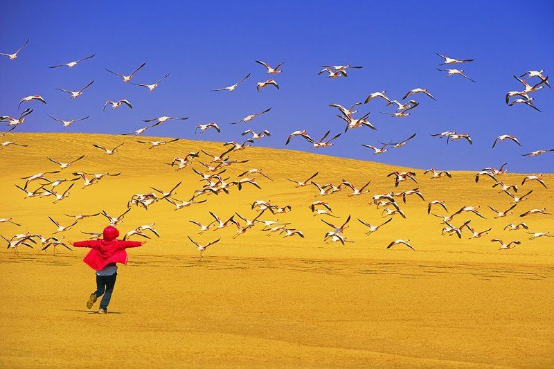 If I were a birdphoto preview