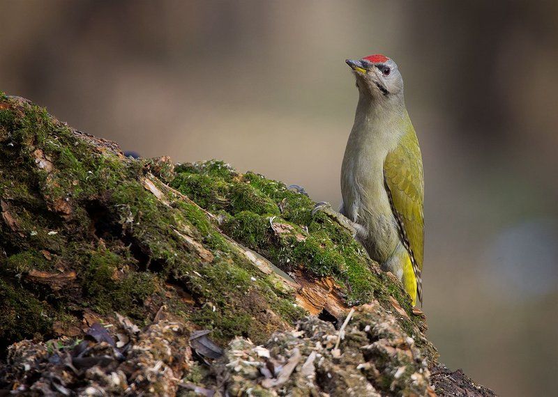 Седой фото превью