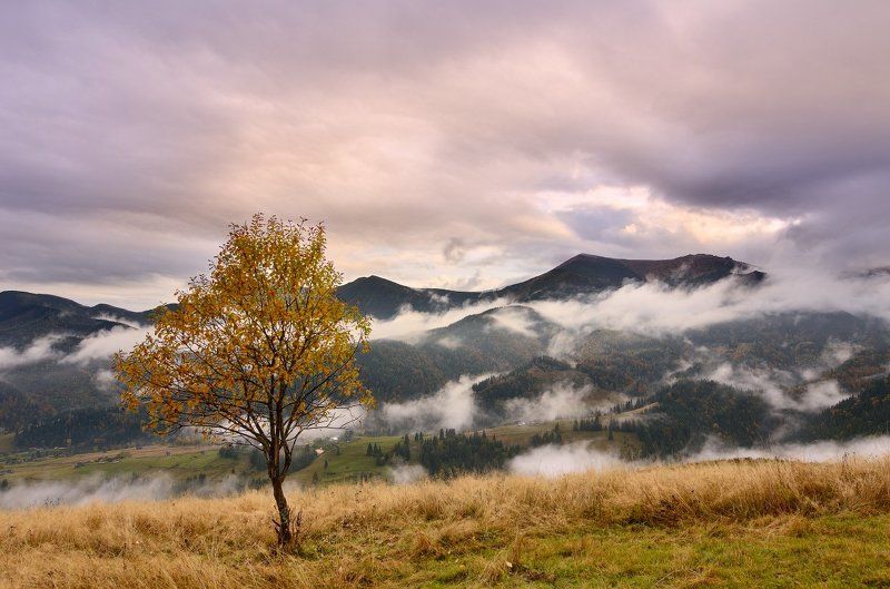 Clouds, Fog, Karpaty, Landscape, Mountains, Tree, Горы, Дерево, Карпати, Облака, Пейзаж, Туман photo preview