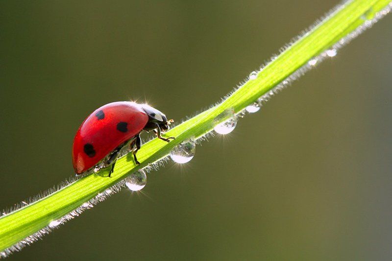 brilliantphoto preview