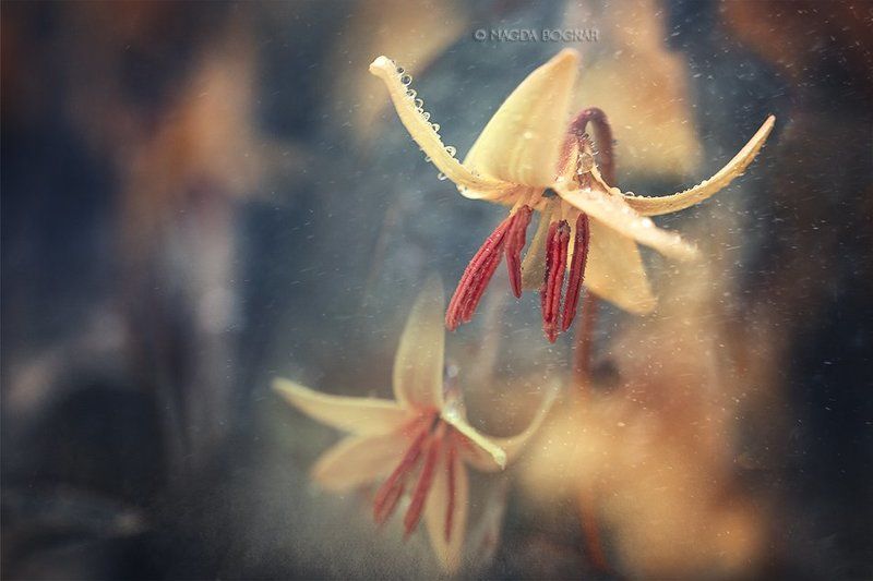 Trout Lilyphoto preview