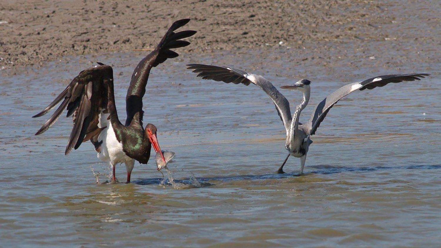 400mm, 7D, Animals, Birds, Fish, Heron, Stork, Аист, Животные, Птицы, Рыба, Цапля, Yuri Gomelsky