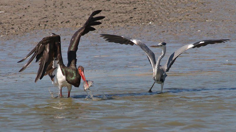 400mm, 7D, Animals, Birds, Fish, Heron, Stork, Аист, Животные, Птицы, Рыба, Цапля Ух ты! Дай попробовать..photo preview