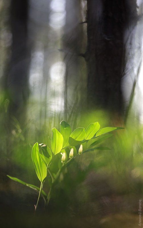 Купено-ландышевый райphoto preview