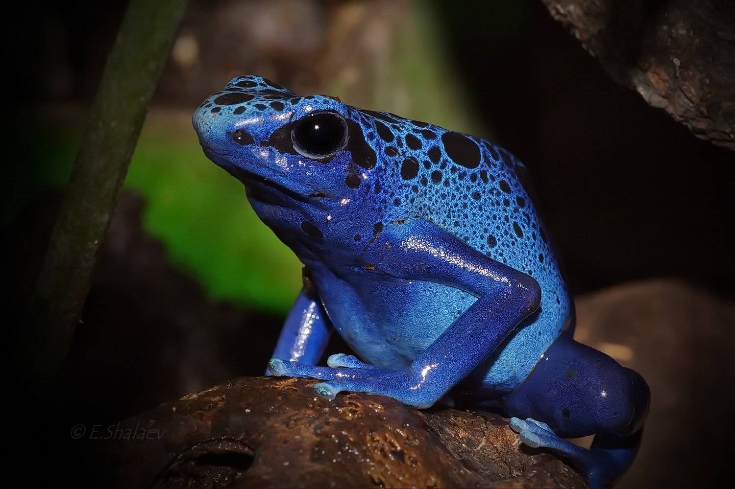 Blue poison dart frog,Древолаз голубой - Dendrobates azureus. Автор: Евгений Blue poison dart frog, Dendrobates azureus, Frog, Амфибии, Древолаз, Древолаз голубой, Лягушка, Евгений